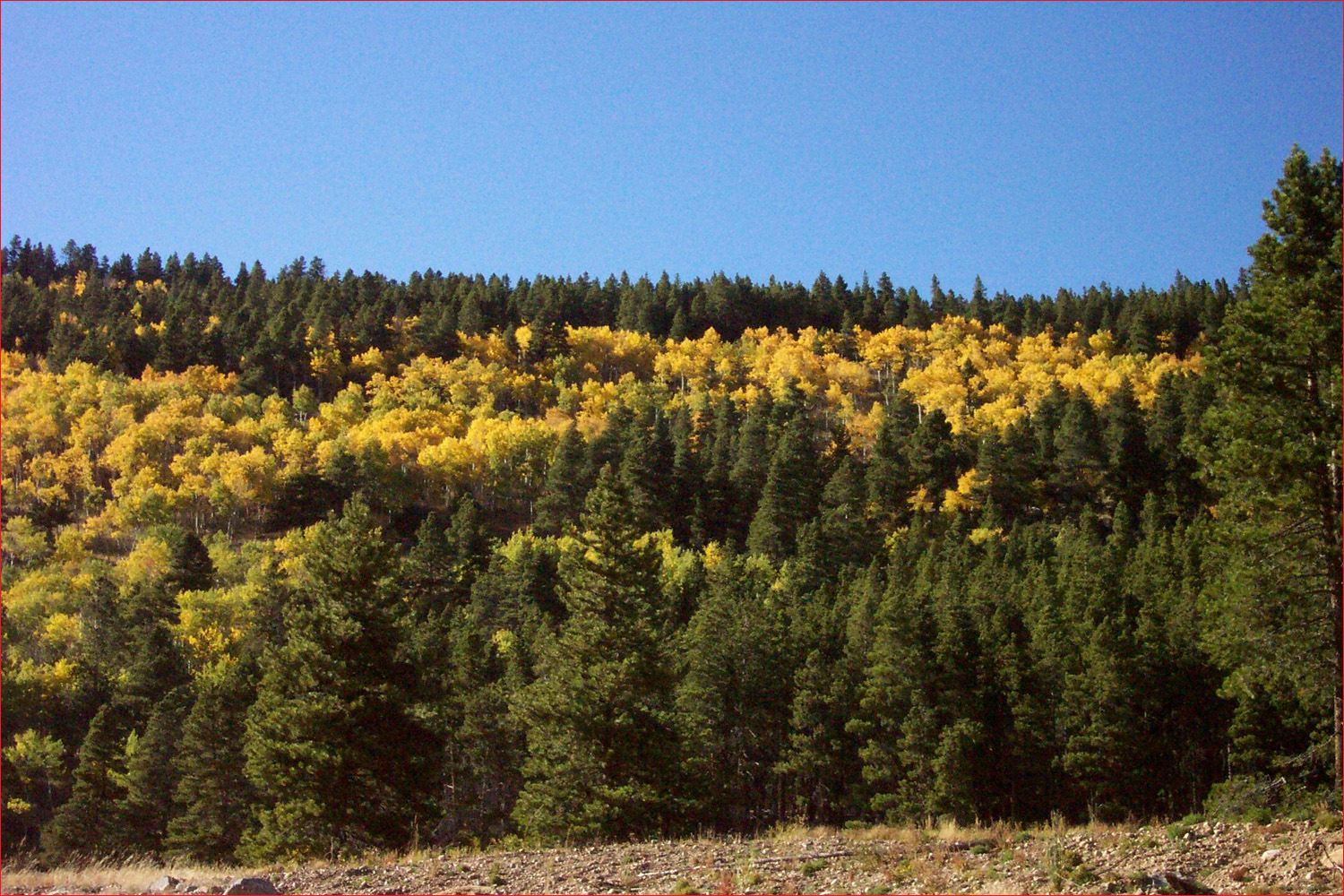 Aspen grove